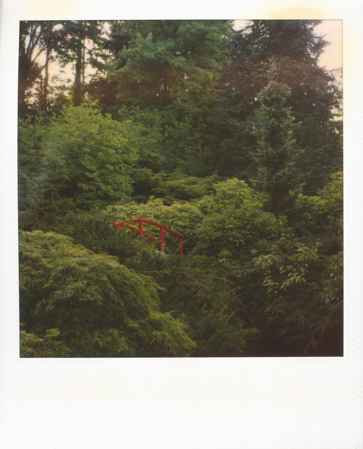 Scan of a Polaroid picture of a lush green, forest-y area with part of a red wooden bridge peeking out in the middle