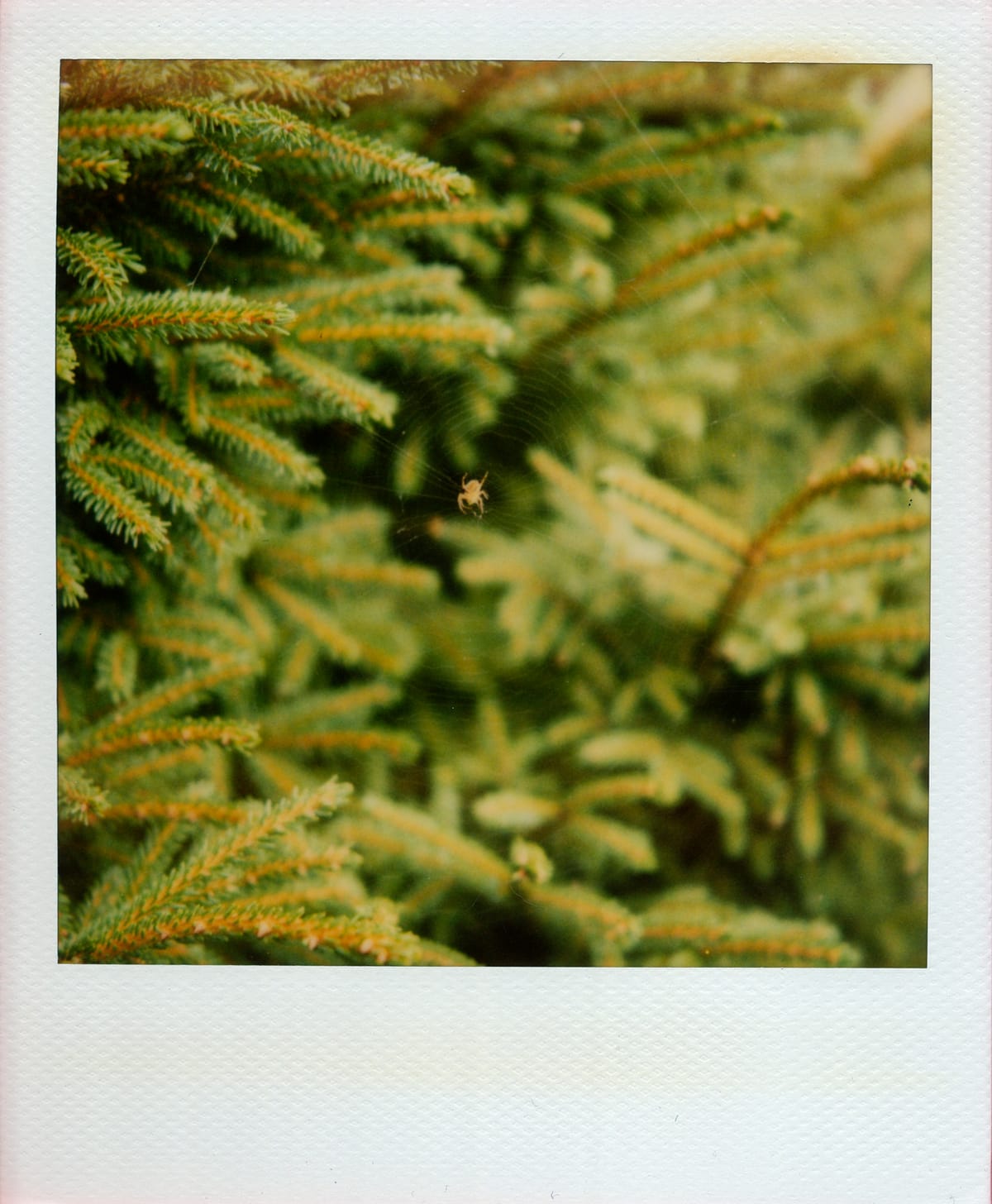 Scan of Polaroid picture of a delicate spider web amongst pine tree branches with spider visible in middle