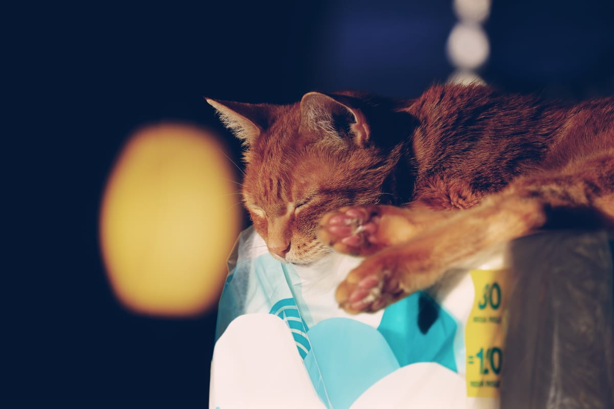 Orange tabby laying on a jumbo pack of toilet paper like a bed