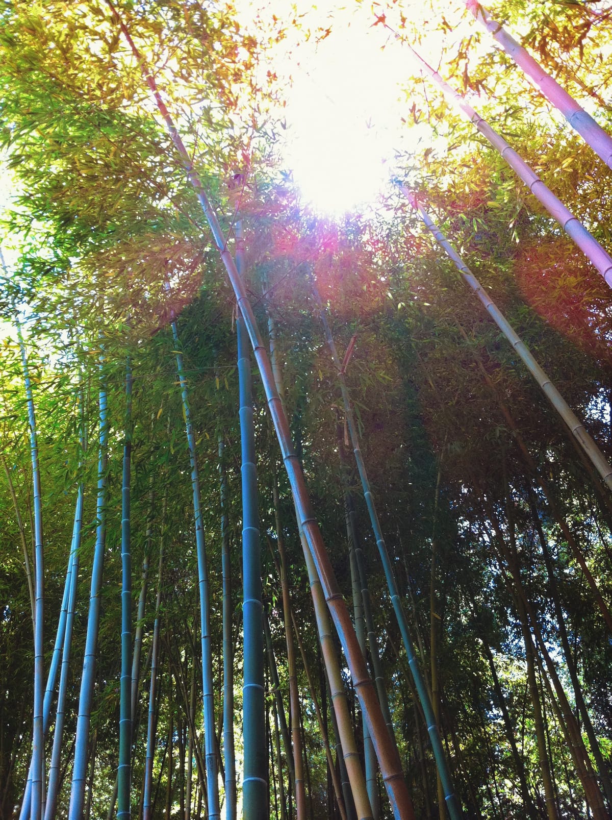 Looking up into tall bamboo with blazing sunlight overexposing top of frame, and typical iPhone lens flare