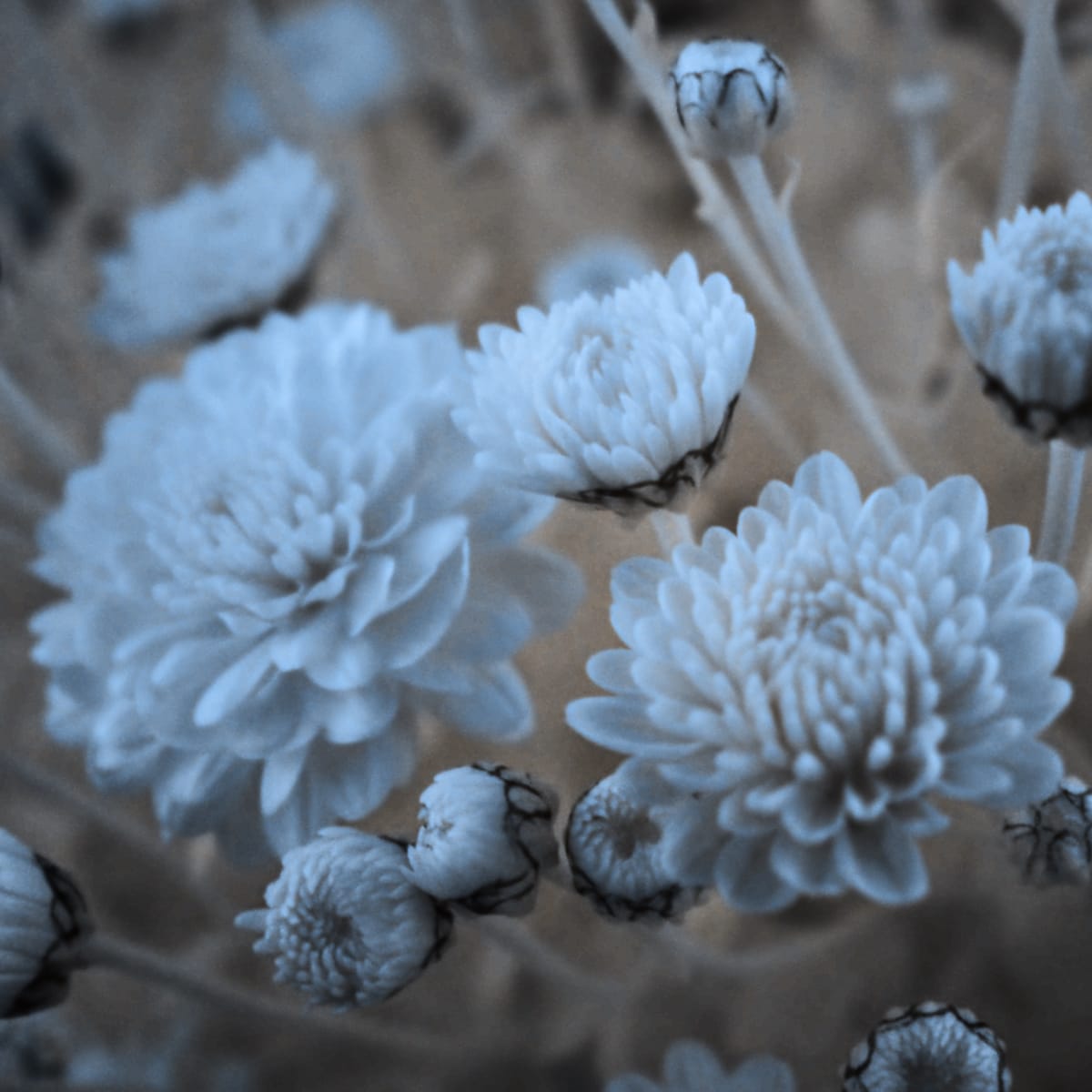 False-color infrared picture of some unknown flowers (mums?) that appear ghostly white against a pale beige background