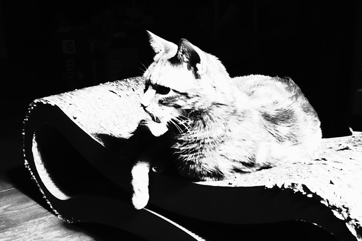 Very high contrast black and white photo of a cat sitting on a curvy cat scratcher bed, looking to the side of the camera