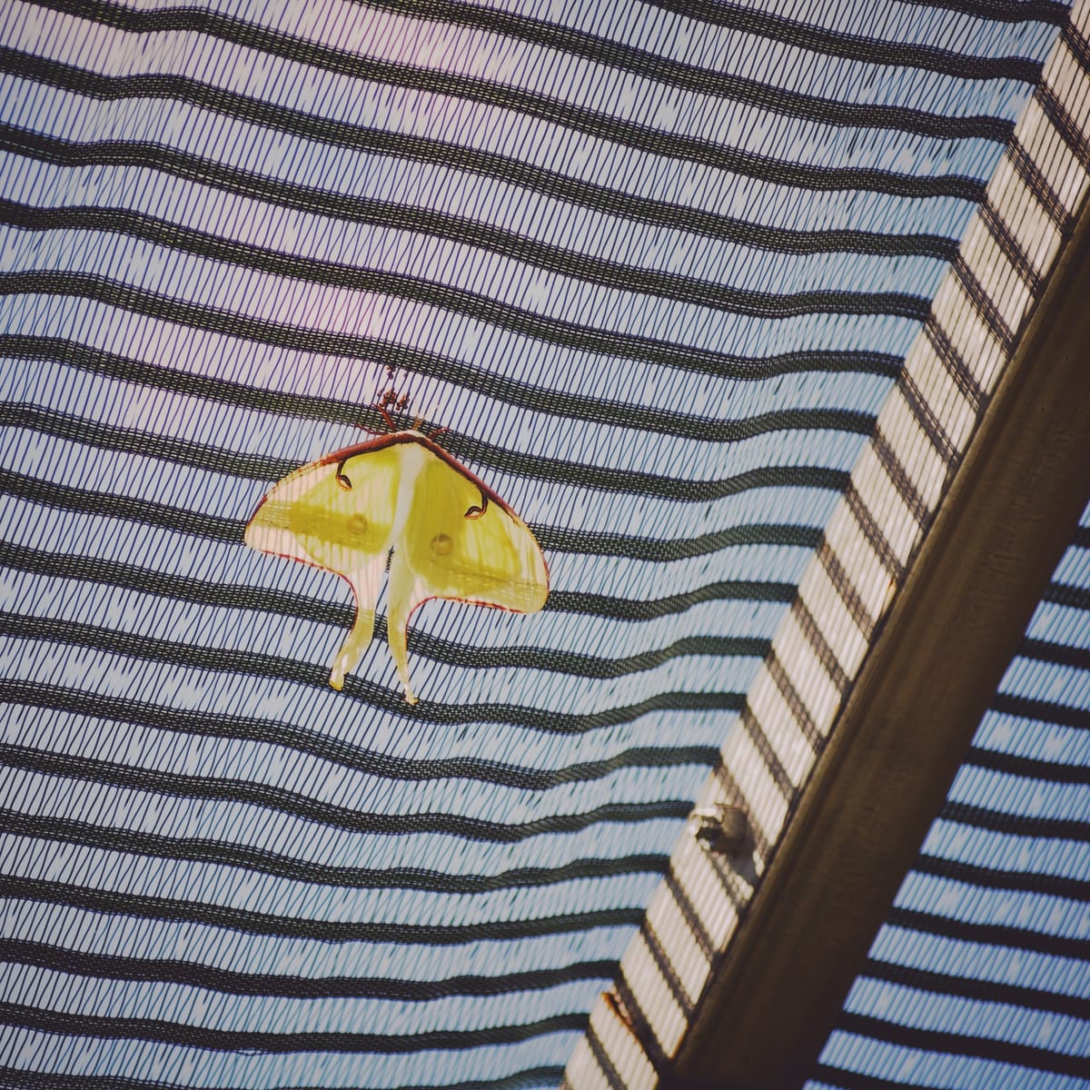 Telephoto image of an unknown moth (luna moth?) hanging on the underside of a tight mesh net enclosure