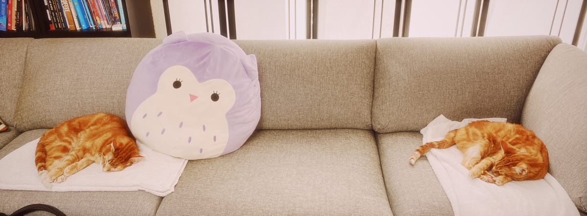 Panoramic view of a gray couch with two orange tabbies laying on white towels on opposite ends of the frame