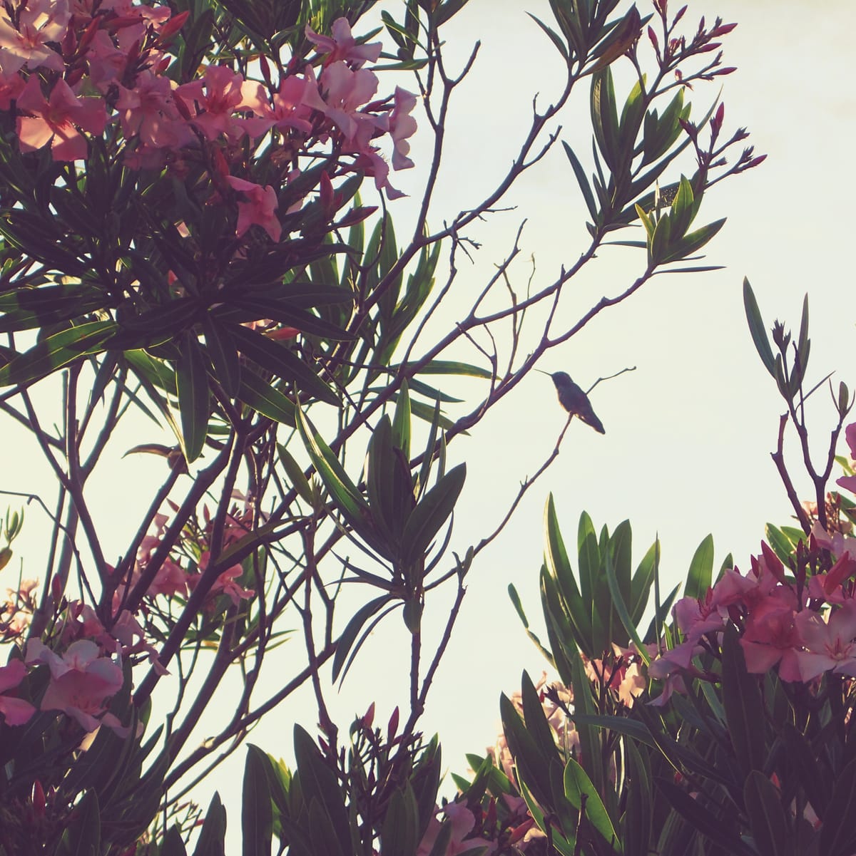 A hummingbird sitting on a thin branch of a flowering tree/shrub surrounded by pink flowers and green oblong leaves