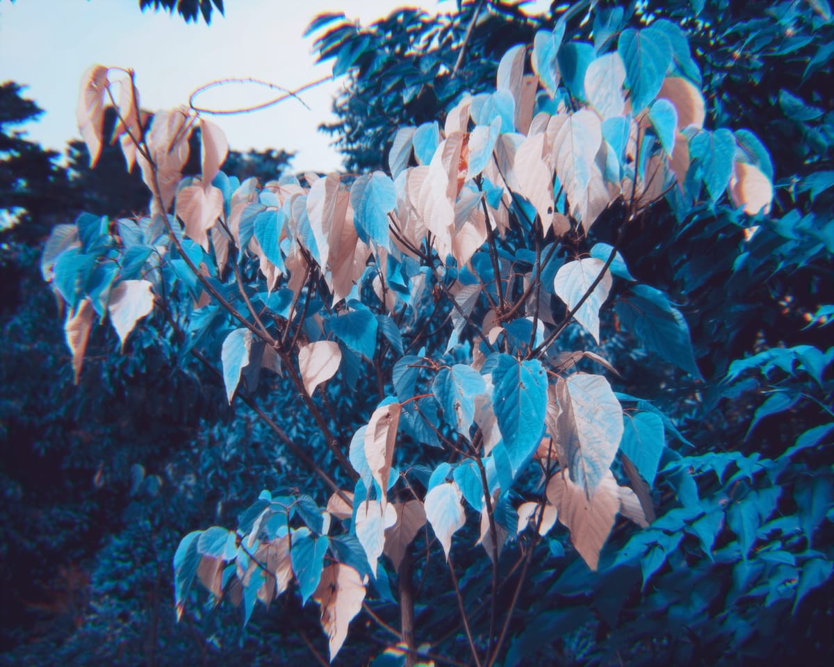 Surreally edited picture of large blue and cream-colored leaves in front of blue bushes