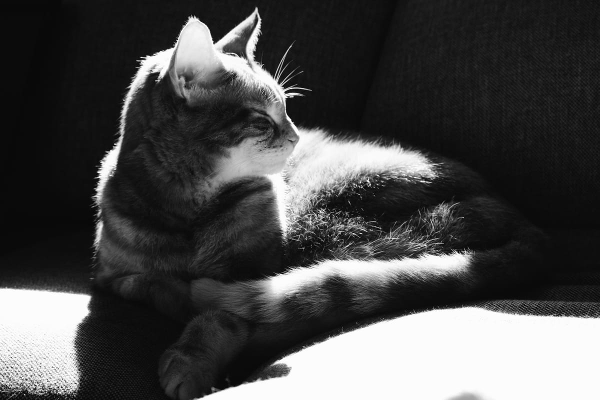 Black and white picture of a cat sitting on a sofa in strong sunlight, parts of him in strong shadows