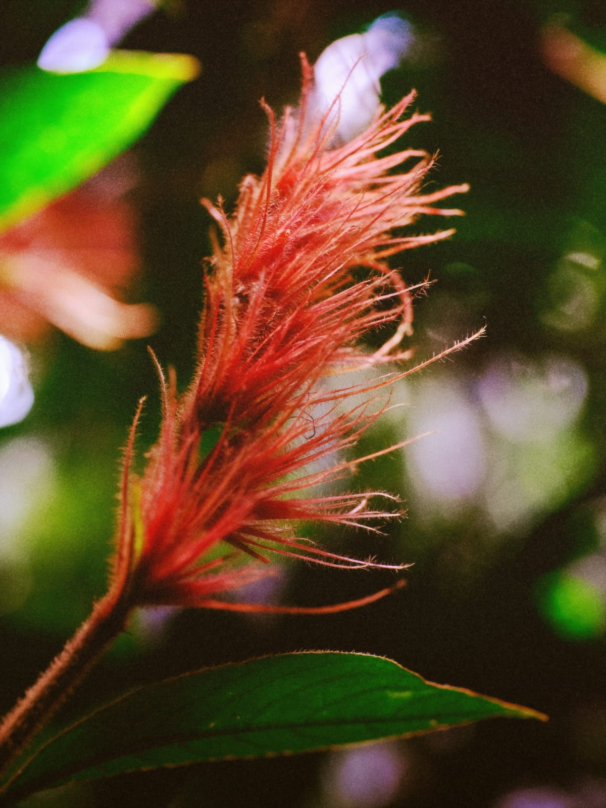 A close-up of an unknown plant/flower, a frilly bloom with red "hairy" tendrils, kind of like a feather duster