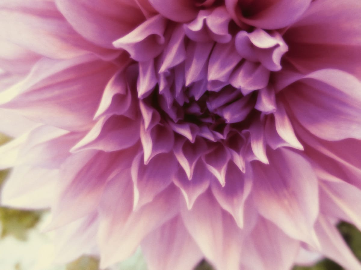 A pastel purpley-pink dahlia filling the frame with a few bits of pale green leaves out of focus along the lower edge