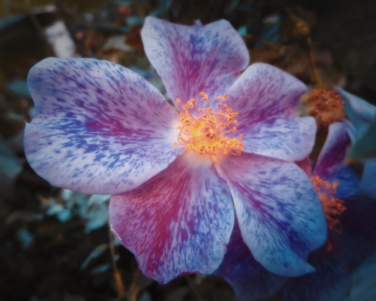 Unknown flower with bright yellow stamen and light pink petals with blue-purple splatters (edited)