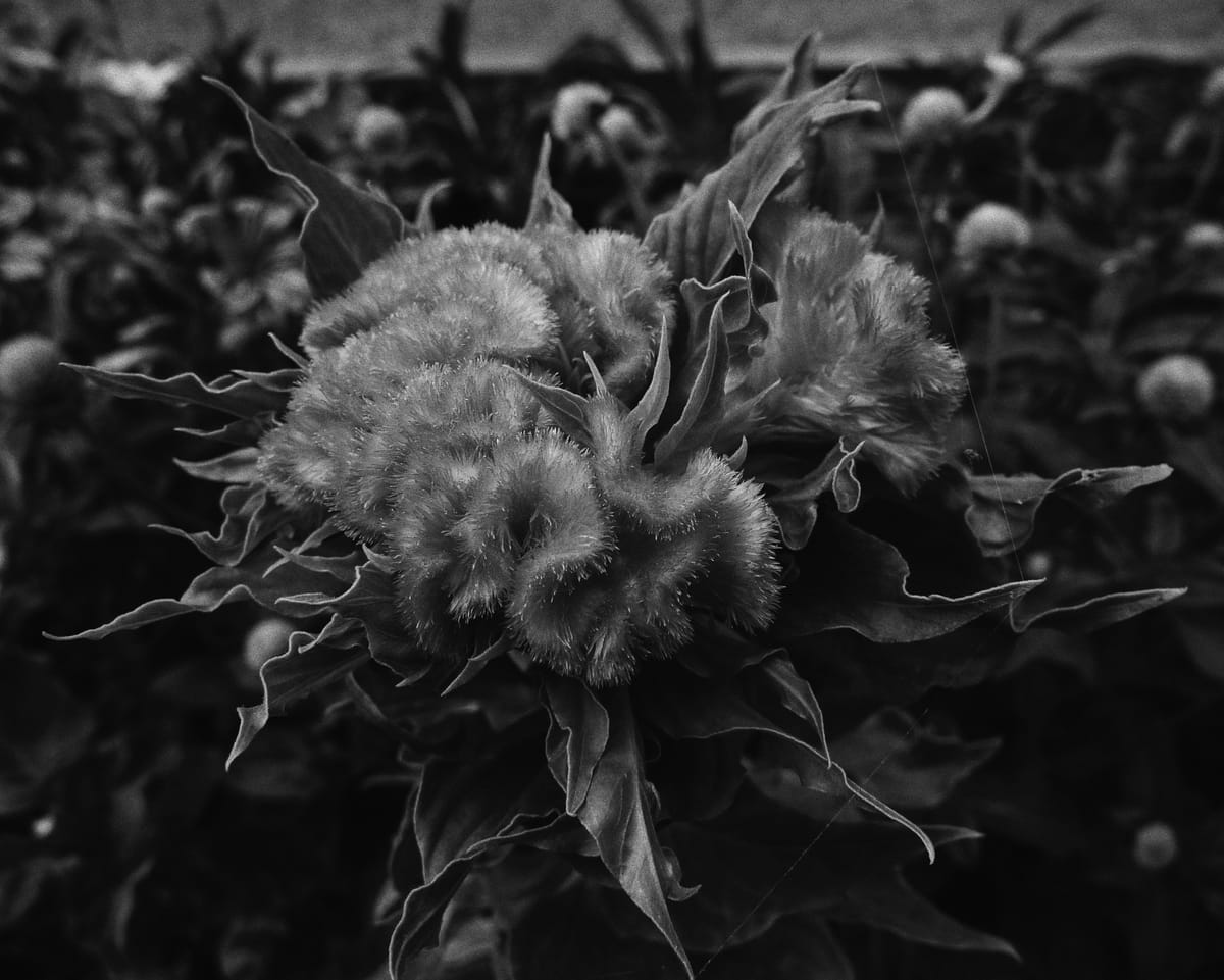 Black and white close-up view of a variant of Celosia, aka "brain flower" because it looks like a fuzzy brain