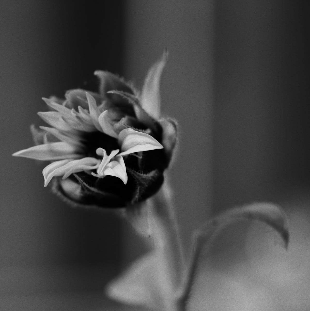 Black and white close up of a sunflower starting to bloom, its petals peeking out from the stem