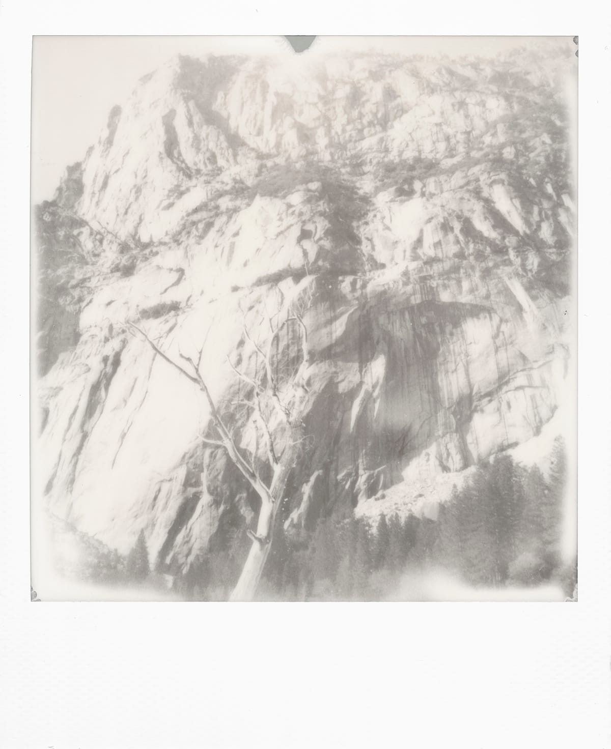 Washed out black and white picture of a gnarled dead tree in front of a huge rock face at Yosemite