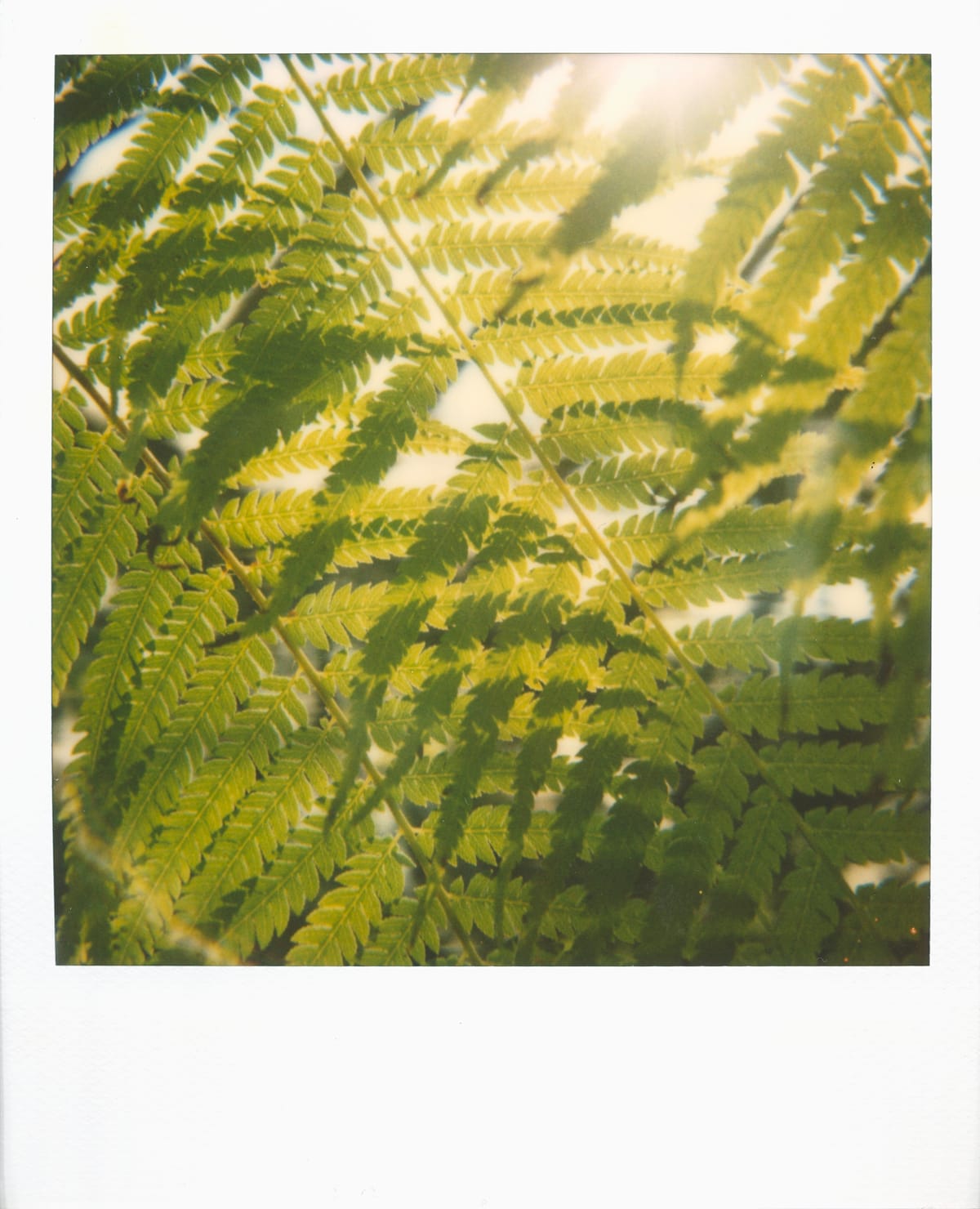 Looking up at rows of overlapping fern leaves with bright sun shining through, a lens flare visible at the top of frame