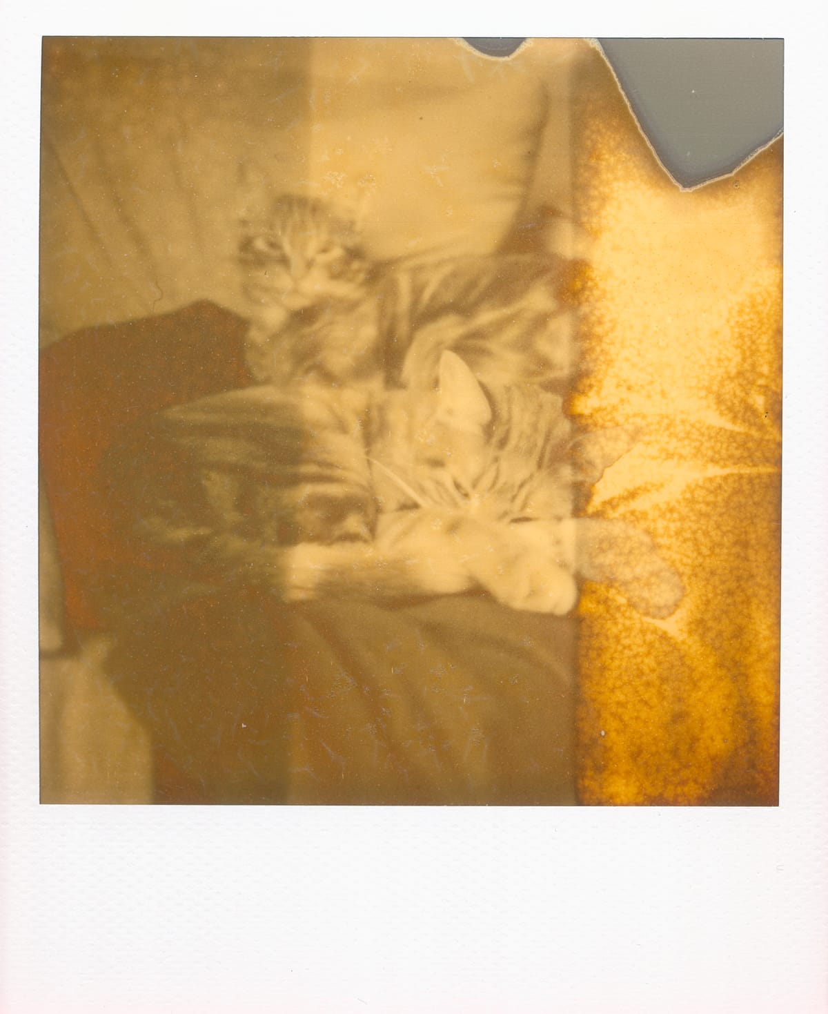 A grungy, orange-toned Polaroid picture of two cats laying on a couch, one behind the other, both looking at the camera