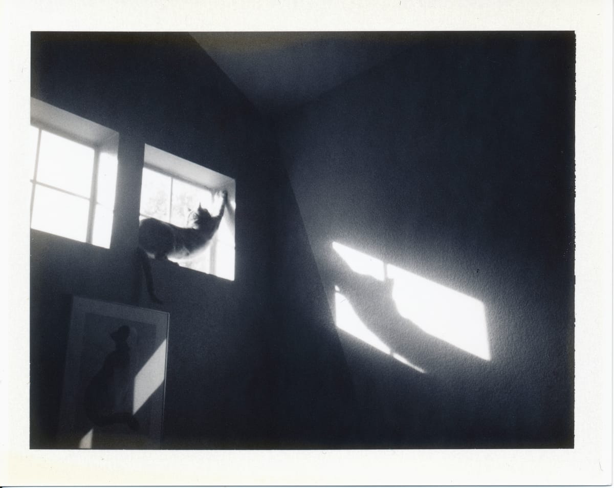 Black and white photo looking up at a cat in a window, stretching in the frame, his shadow on the wall to the right