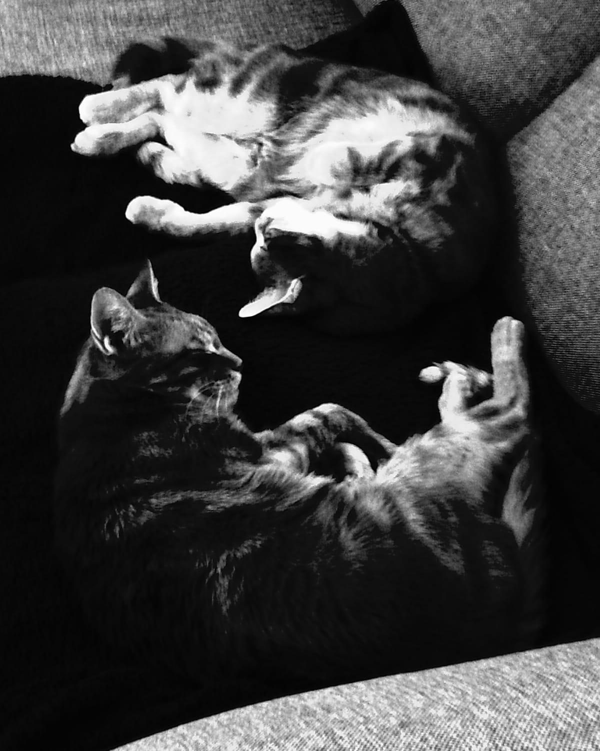 Very high contrast black and white picture of two cats lying together on a dark blanket on a gray sofa