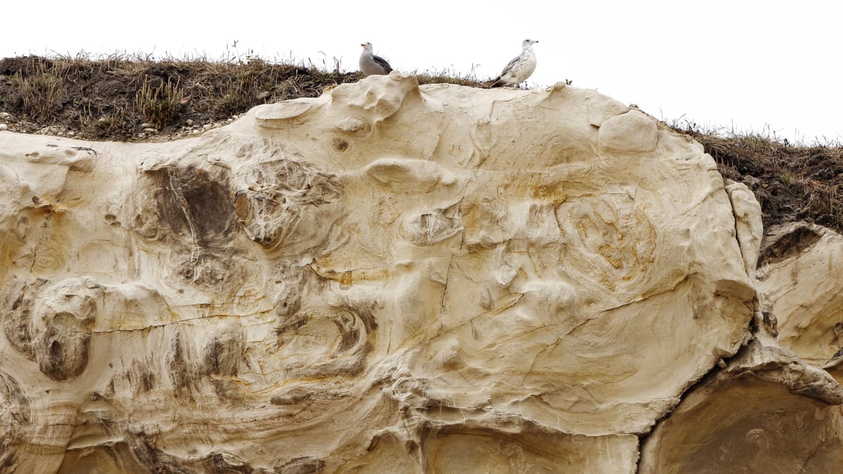 2 seagulls sitting on a beach cliffside with a white sky in the background