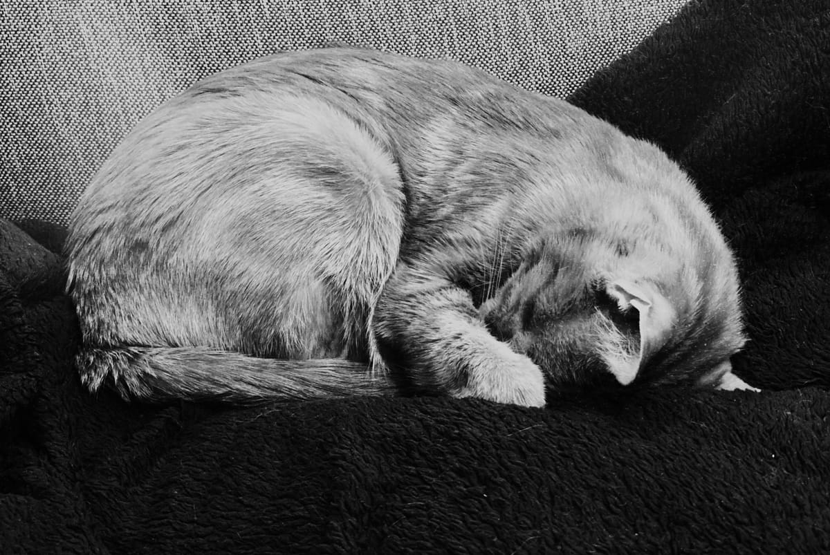 Black and white picture of a cat curled up on a dark blanket on the sofa, his face covered by his arm