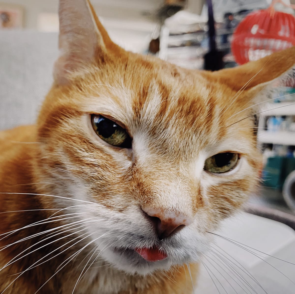 Very close up view of an orange tabby cat looking at the camera with his tongue slightly sticking out