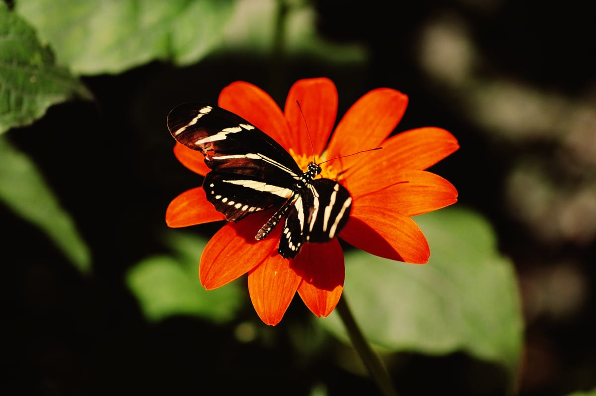 Black butterfly with yellow stripes sitting with its wings open on a bright orange flower with yellow stamens