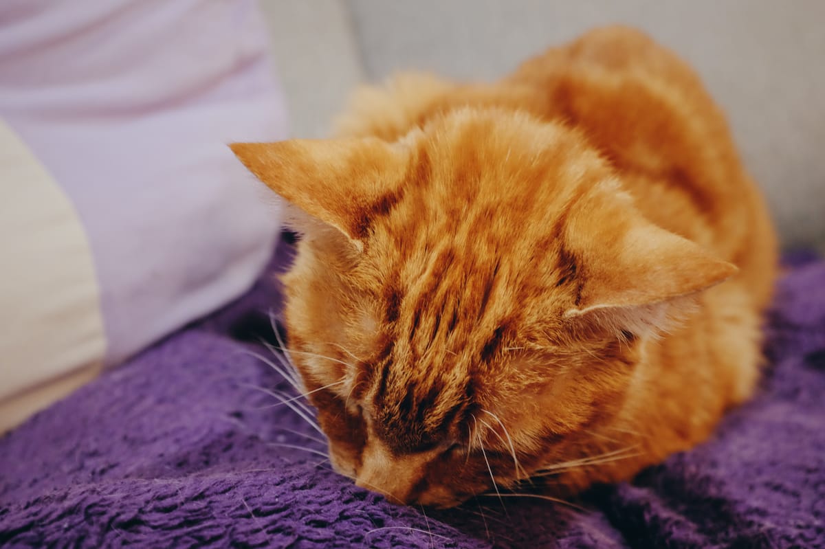 Close up of an orange tabby with his face planted in a shaggy purple blanket 