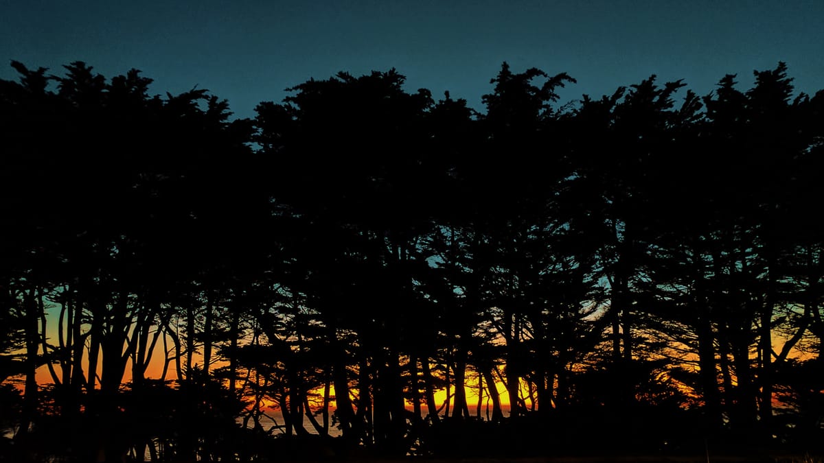 Tall trees (cypress?) silhouetted against a sunset sky with gradient of blue-gray, yellow-orange, and red-orange