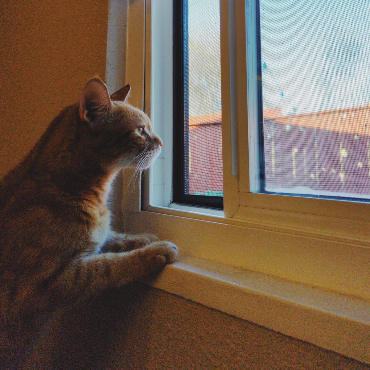 Side view of an orange tabby with his paws on a window sill, looking out a partially opened window