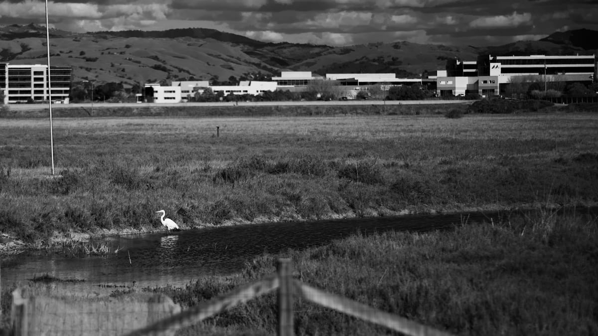 Black and white telephoto picture of a white heron standing at the edge of a creek with hills and buildings in background