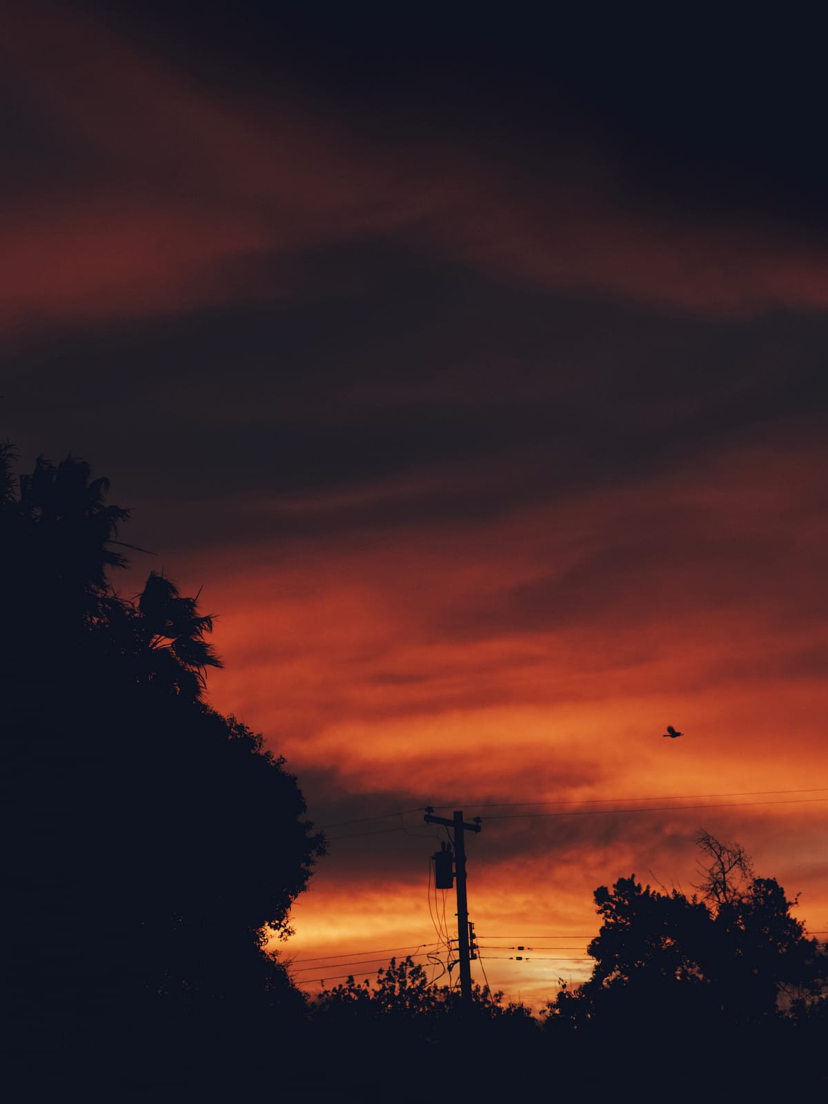 Sunset, a blazing red sky layered with clouds, trees, power line pole, and bird silhouettes in foreground