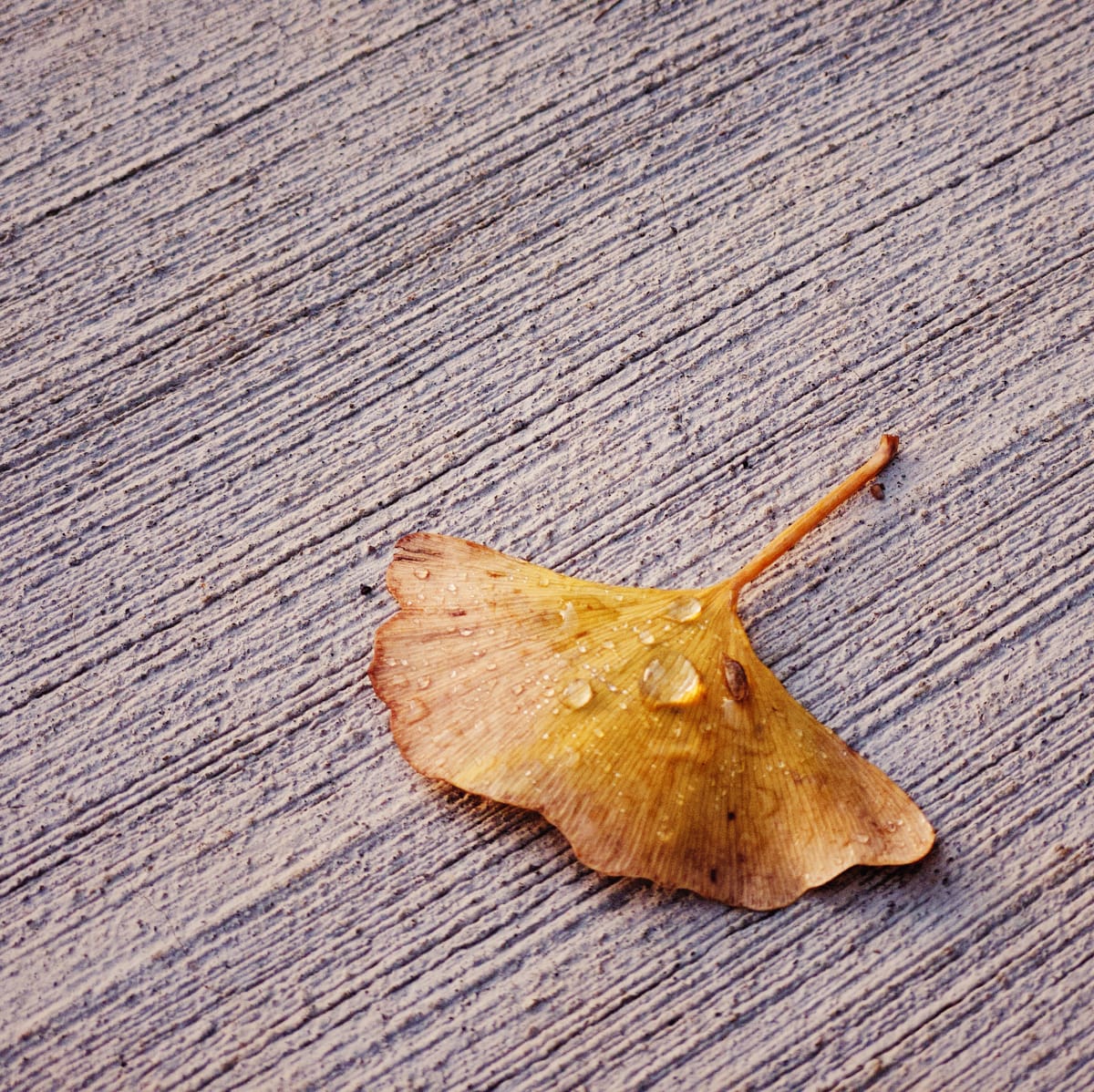 A yellow ginkgo leaf with water droplets on it, fallen onto concrete