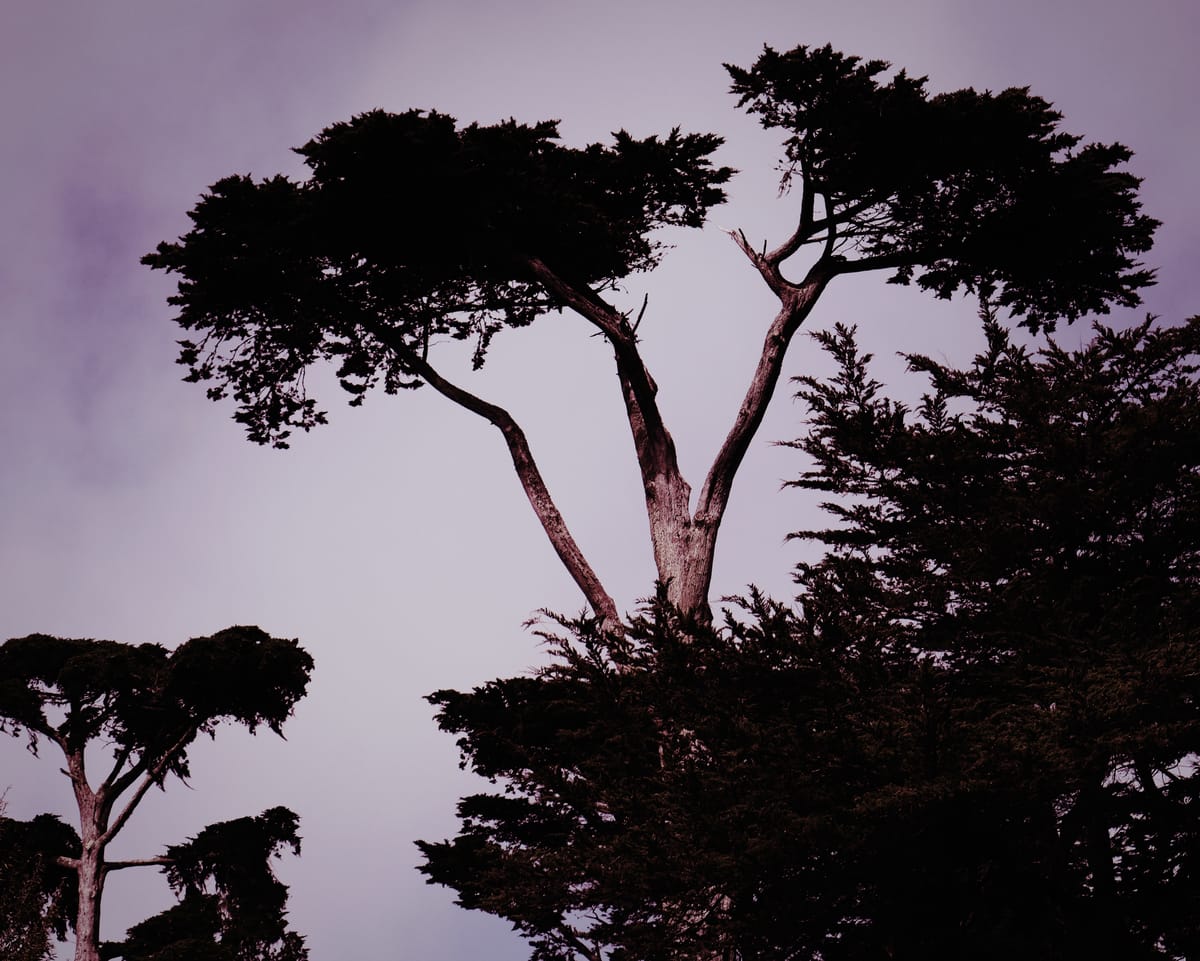 Telephoto of unknown tall "beach" trees against mostly cloudy sky