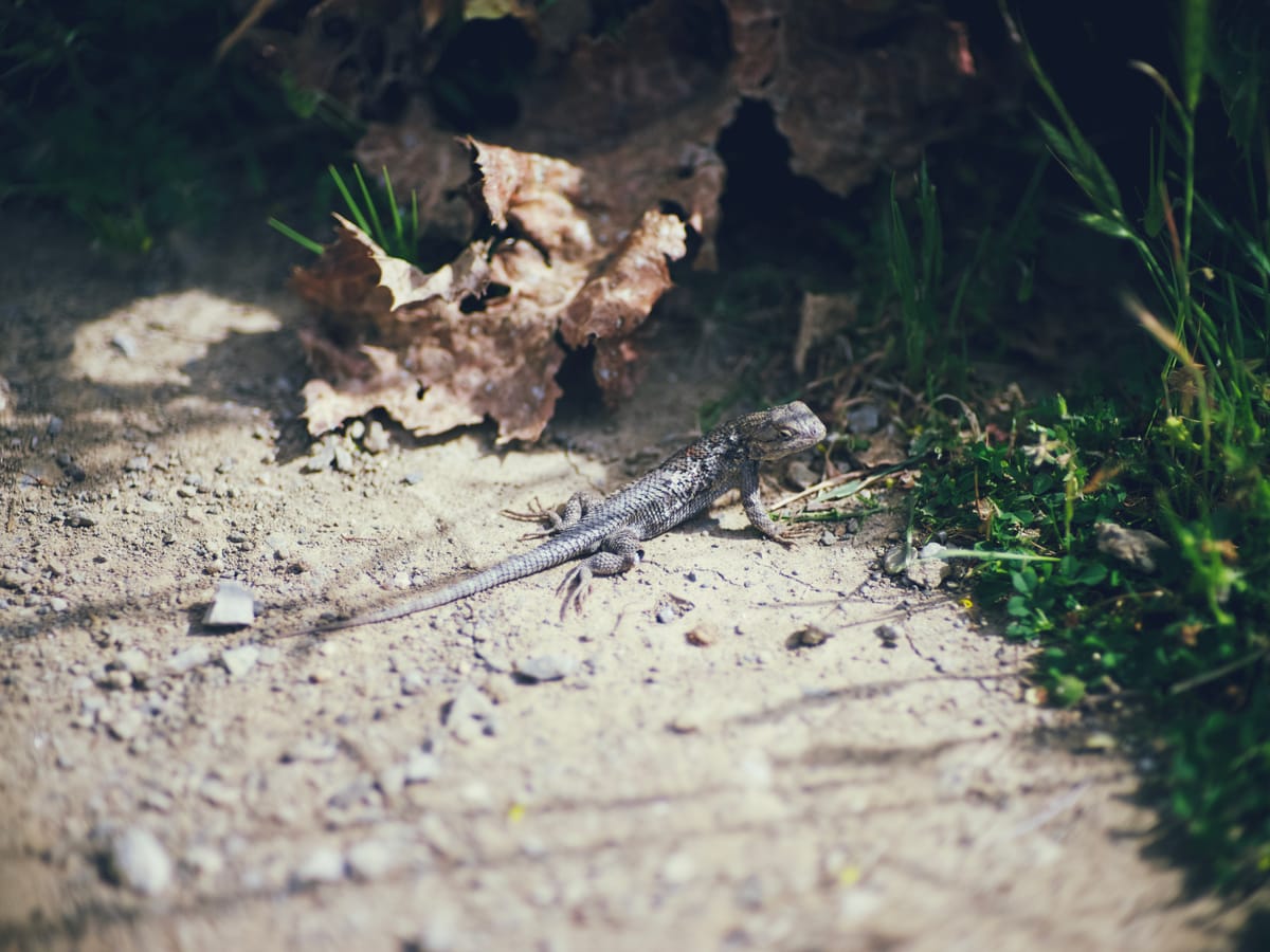 A patch of gravel and dirt with green grass on the back and right sides, a small lizard looking over its shoulder