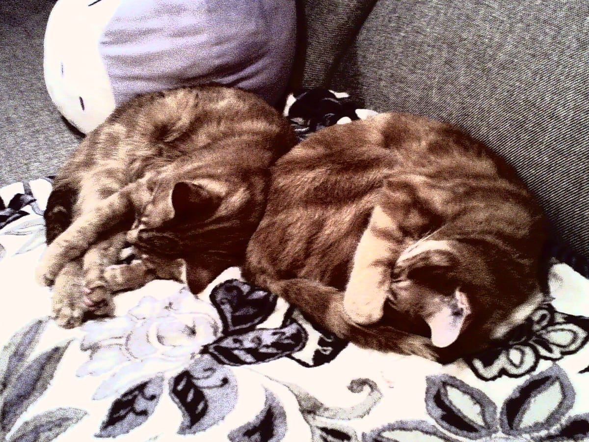 Two orange tabbies curled up on a white fleece blanket with a gray, purple, and dark brown floral pattern