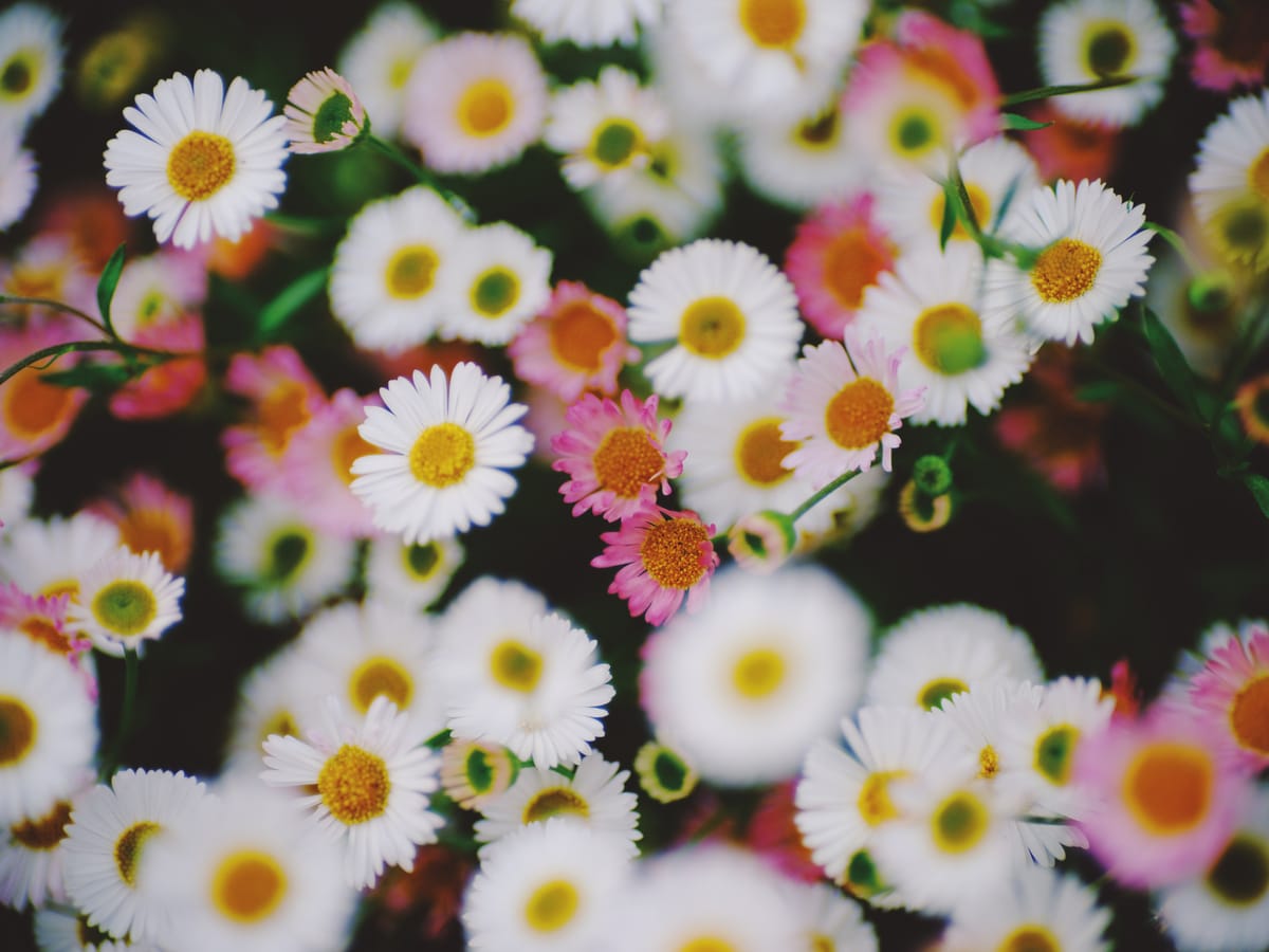 Close up of multiple small flowers with dense yellow centers and tiny, straight white or pink petals