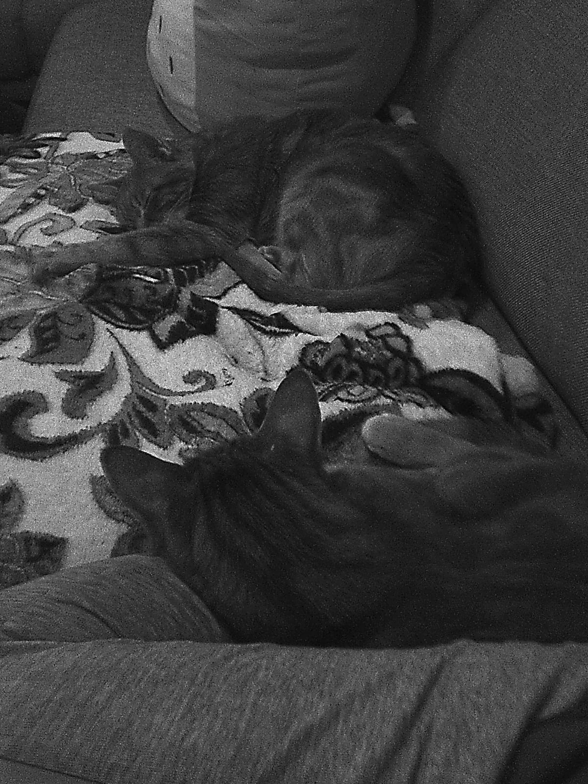 Portrait-oriented, black and white image of two cats sleeping on a blanket on a couch, one further away, one close up