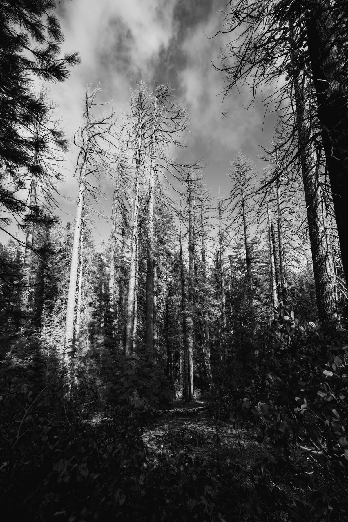 Black and white image of very tall trees against a partially cloudy sky, the forest floor in strong shadows