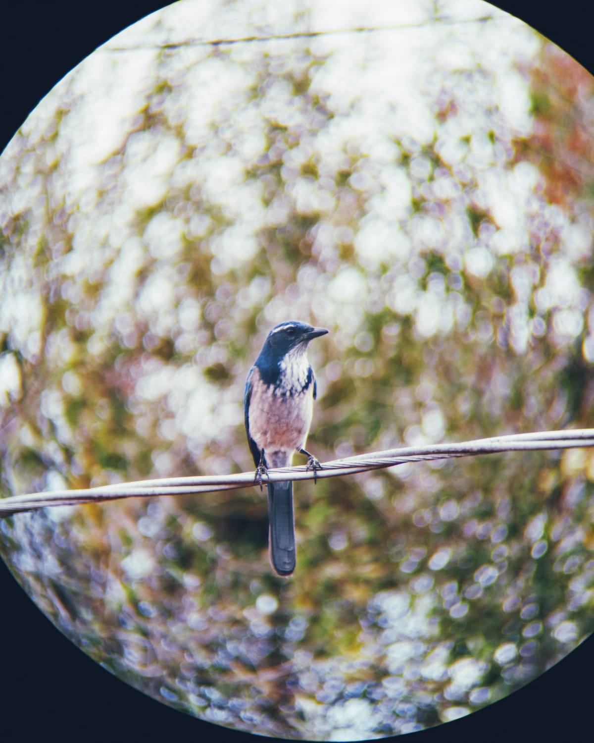 Telephoto image of a blue scrub jay sitting on a power line, as seen through a binocular lens