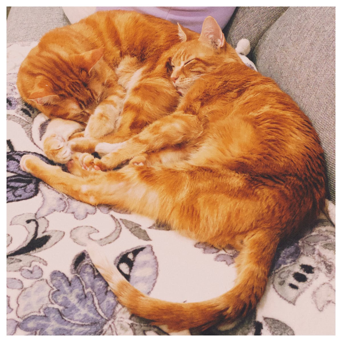 Two orange tabbies napping together on a gray couch, on a fuzzy blanket with floral pattern; one cat lying on the other