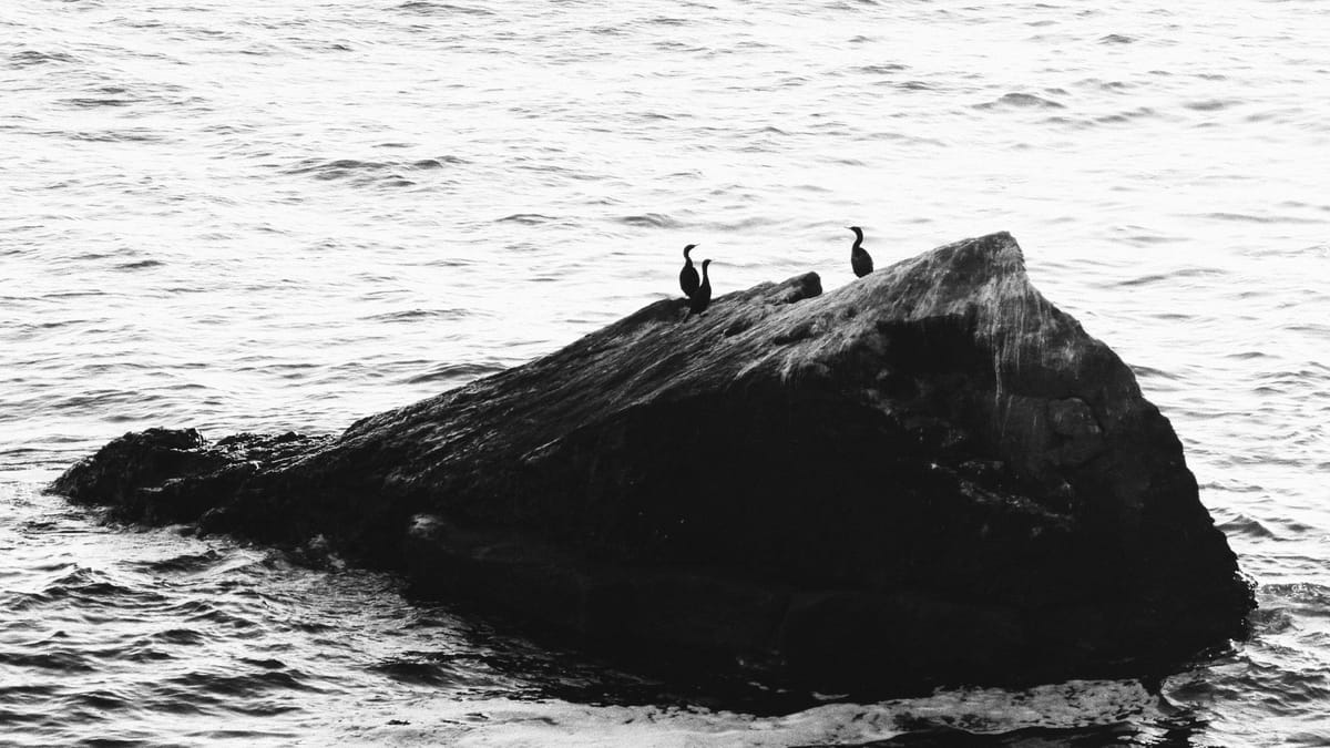 High-contrast black and white telephoto image of 3 birds sitting on a triangular rock in ocean, water surrounding all sides