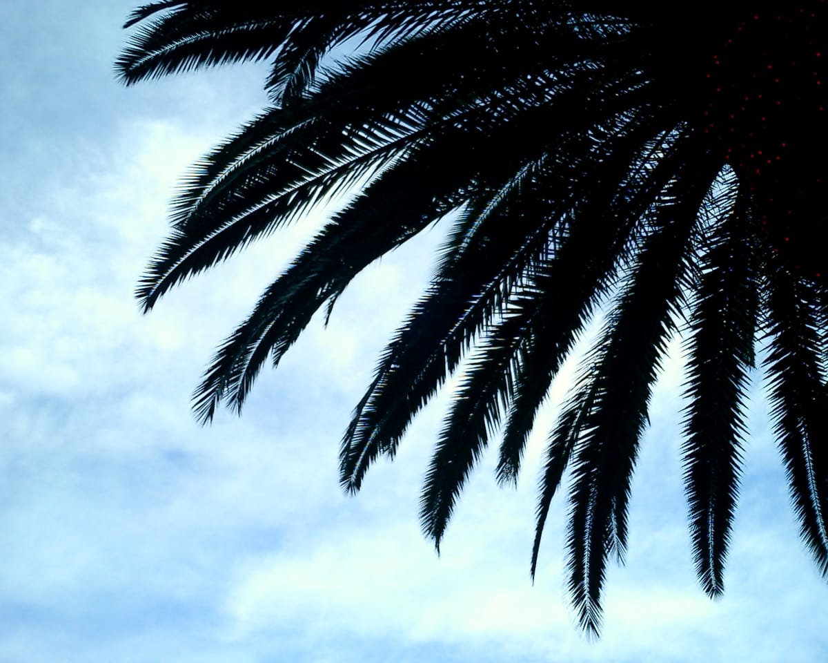 Palm tree fronds silhouetted against a bright, mostly cloudy, light blue sky