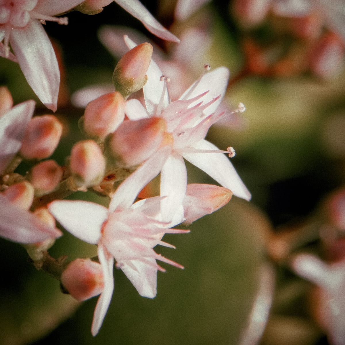 Close up of off-white and pale pink flowers on a jade plant