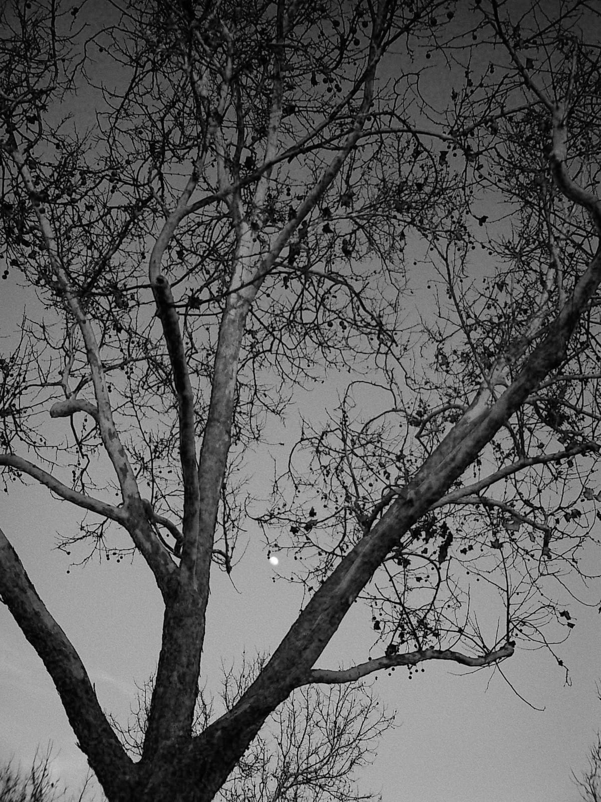 Black and white picture of tree branches and the moon peeking through them