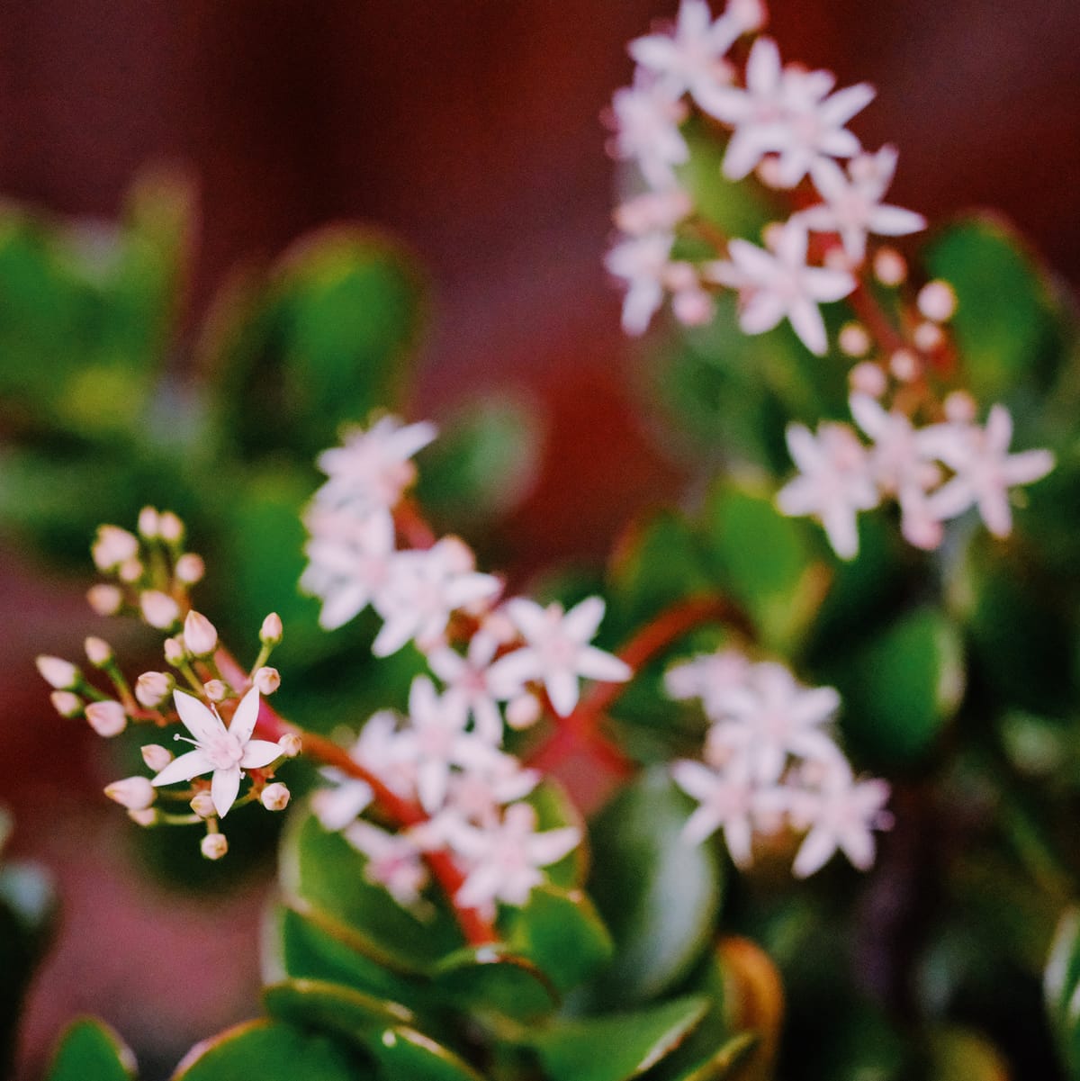 Close up of a cluster of pale pink jade plant flowers with other clusters further away in the background