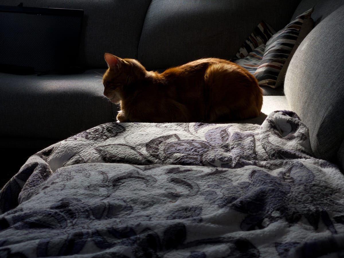 An orange tabby loafing on a sofa, mostly in shadow, but highlighted around his silhouette by sunlight