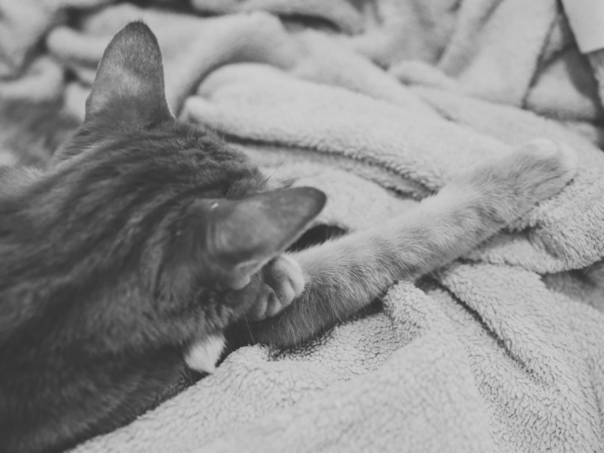 Black and white picture of a tabby cat lying on a fuzzy blanket with his right arm jutting out