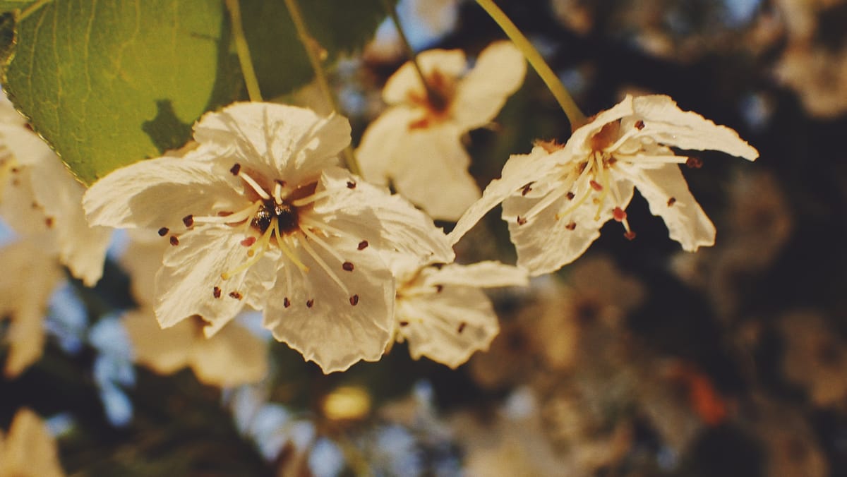 Small white flowers on a flowering tree in warm, early evening sunlight