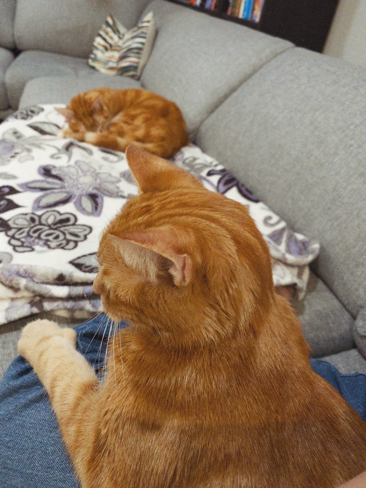 Orange tabby sitting on my lap in foreground, my other orange tabby curled up on a blanket in background