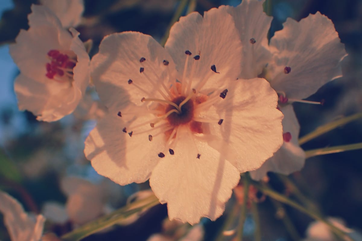 Macro of some small white flowers in a flowering tree in sunset lighting