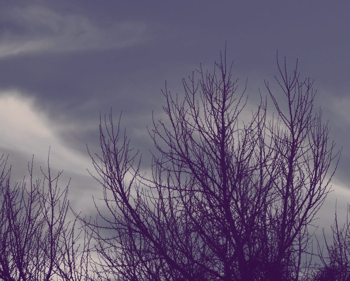 Bare tree branches with tiny buds (?) silhouetted against a sky partially filled with wispy clouds